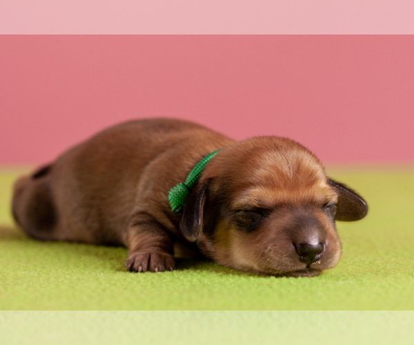 Medium Photo #54 Dachshund Puppy For Sale in CROWLEY, TX, USA