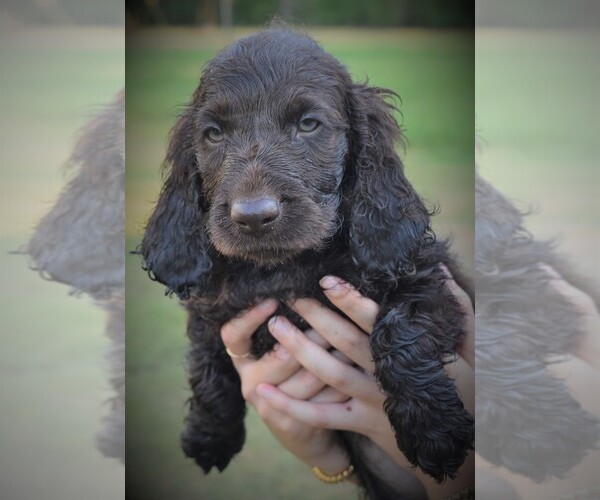 Medium Photo #3 Boykin Spaniel Puppy For Sale in FITZGERALD, GA, USA
