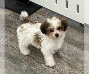 YorkiePoo Puppy for sale in INDIANAPOLIS, IN, USA