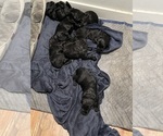 Small Photo #9 Schnauzer (Giant) Puppy For Sale in DECATUR, GA, USA