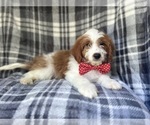 Small #1 Cavapoo