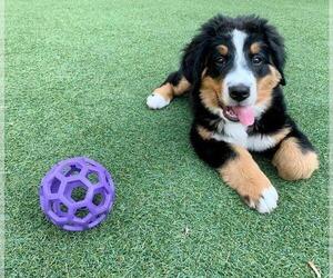 Bernese Mountain Dog Puppy for sale in CANTON, TX, USA