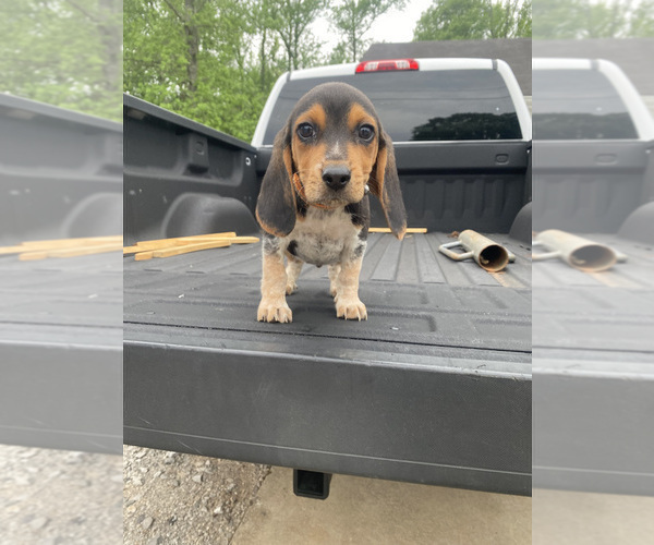Medium Photo #3 Beagle Puppy For Sale in HAZEL GREEN, AL, USA