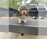 Small Photo #3 Beagle Puppy For Sale in HAZEL GREEN, AL, USA
