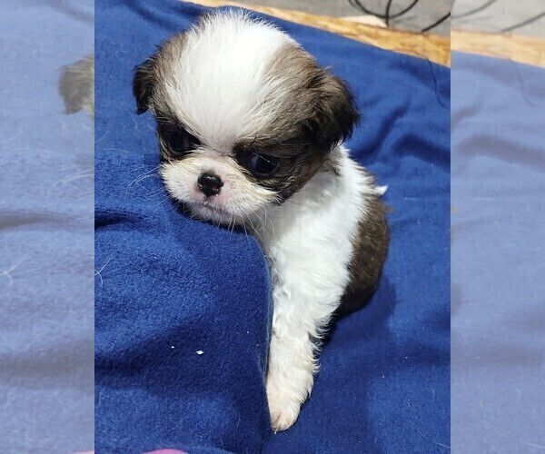 Medium Photo #3 Japanese Chin Puppy For Sale in BELTON, MO, USA