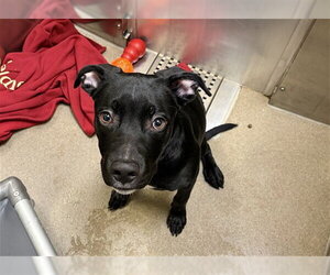 Labrador Retriever Dogs for adoption in Denver, CO, USA