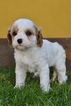 Small Photo #18 Cavapoo Puppy For Sale in PHOENIX, AZ, USA