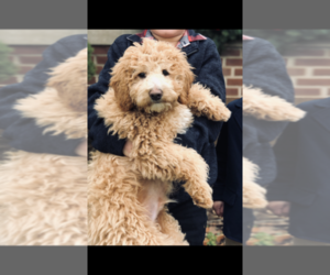 Goldendoodle Puppy for sale in GREECE, NY, USA