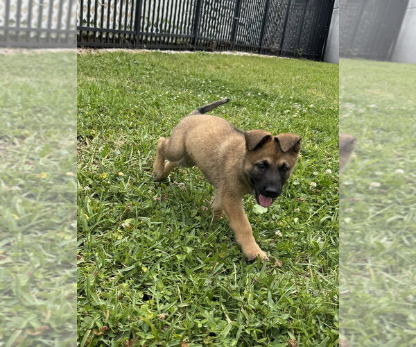 Medium Photo #3 Mutt Puppy For Sale in Imlay City, MI, USA