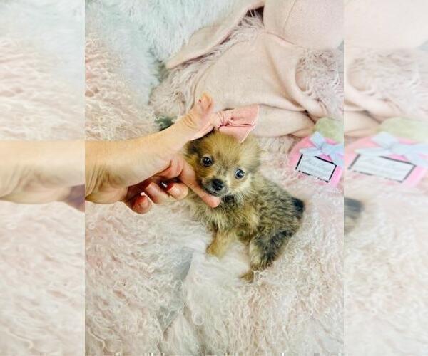 Medium Photo #20 Pomeranian Puppy For Sale in HOLLYWOOD, FL, USA