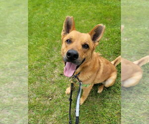 Newton - Male Mutt Dog for Adoption - Photo #7