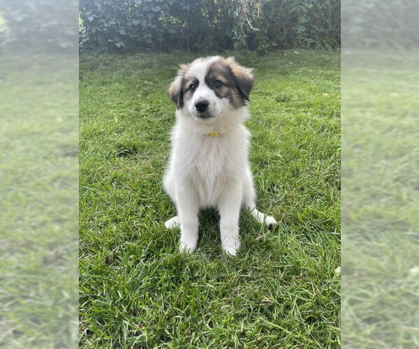 Medium Photo #3 Aussie Pyrenees Puppy For Sale in Genesee, WI, USA