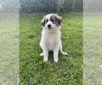 Small #2 Aussie Pyrenees