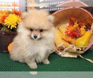 Pomeranian Puppy for sale in CASSVILLE, MO, USA