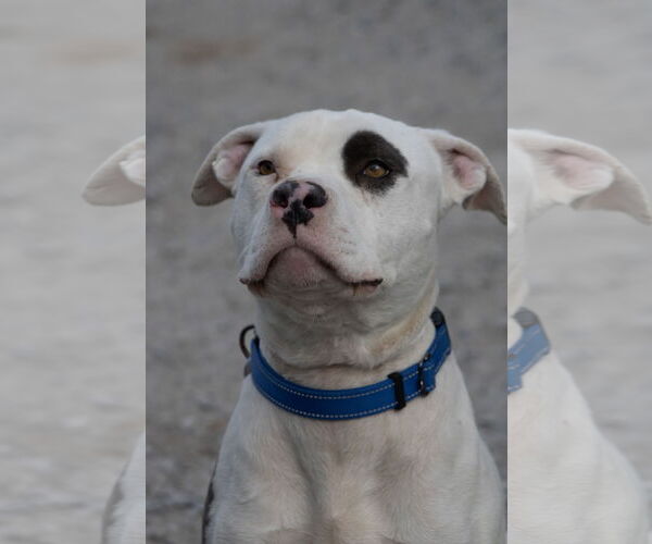 Medium Photo #19 Mutt Puppy For Sale in Rustburg, VA, USA