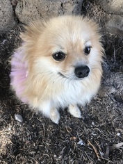 Mother of the Pomeranian puppies born on 08/28/2018