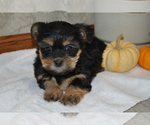 Small #2 Yorkshire Terrier-Zuchon Mix
