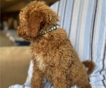 Small Photo #5 Goldendoodle (Miniature) Puppy For Sale in SAN FERNANDO, CA, USA