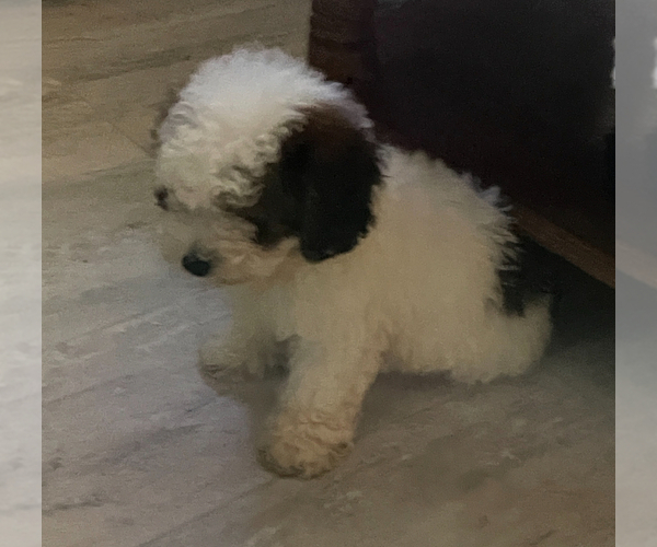 Medium Photo #3 Poodle (Miniature) Puppy For Sale in MATTOON, IL, USA