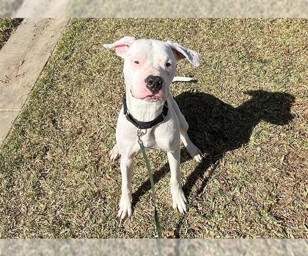 Medium Photo #2 Dogo Argentino-Unknown Mix Puppy For Sale in San Clemente, CA, USA