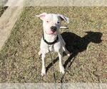 Small #1 Dogo Argentino Mix