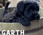 Puppy Garth Portuguese Water Dog