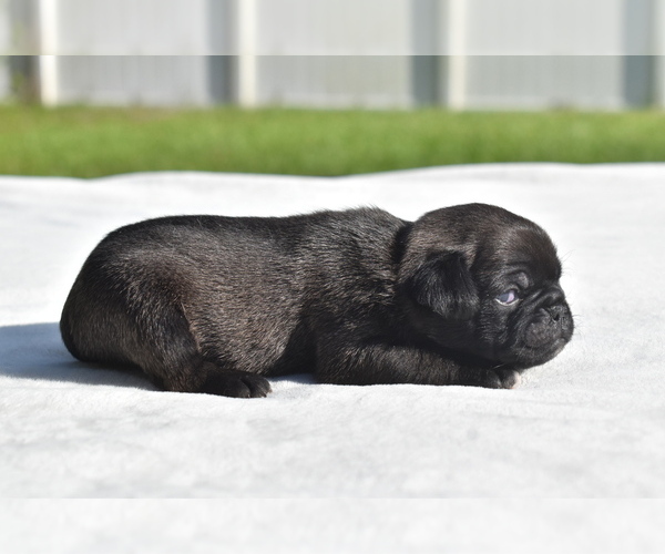 Medium Photo #3 Pug Puppy For Sale in PALM COAST, FL, USA