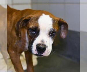 Boxer-Unknown Mix Dogs for adoption in San Antonio, TX, USA