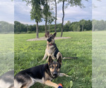 Small #6 German Shepherd Dog