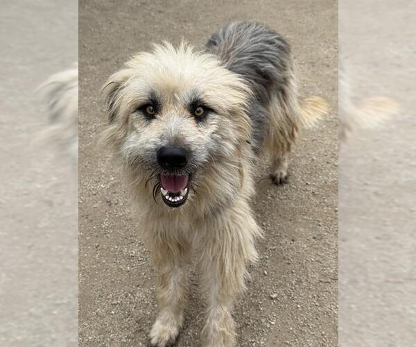 Medium Photo #1 Mutt Puppy For Sale in Riverside, CA, USA
