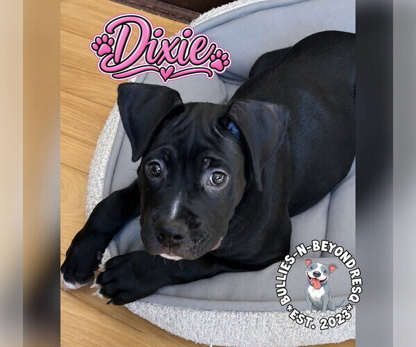 Medium Photo #3 Boxer-Unknown Mix Puppy For Sale in Omaha, NE, USA