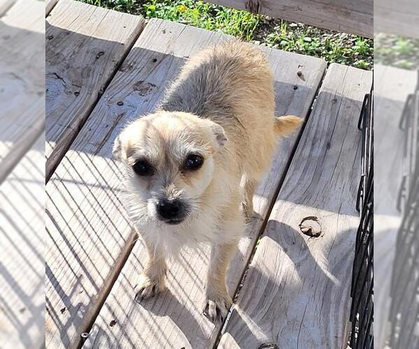 Medium Photo #1 Mutt Puppy For Sale in San Antonio, TX, USA