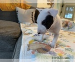 Puppy White Female Bull Terrier