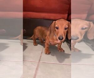 Mother of the Dachshund puppies born on 04/15/2022