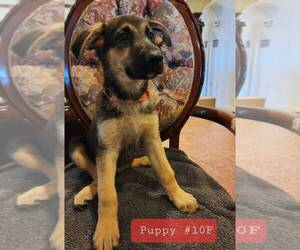 German Shepherd Dog Puppy for sale in INEZ, TX, USA