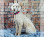 Small #8 Goldendoodle