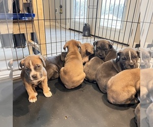 Cane Corso Litter for sale in GRAND PRAIRIE, TX, USA