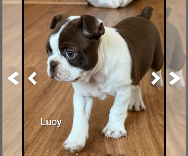 Medium Photo #1 Boston Terrier Puppy For Sale in HOT SPRINGS, SD, USA