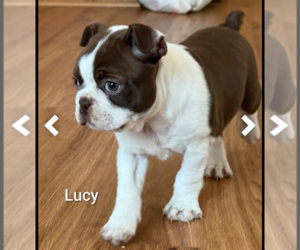 Boston Terrier Puppy for sale in HOT SPRINGS, SD, USA