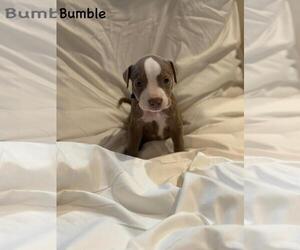 Medium American Pit Bull Terrier Mix