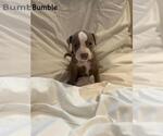 Small American Pit Bull Terrier Mix