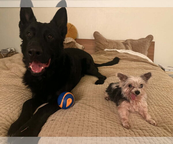 Medium Photo #8 Mutt Puppy For Sale in Gretna, NE, USA