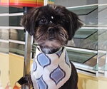 Small #1 Shih Tzu Mix