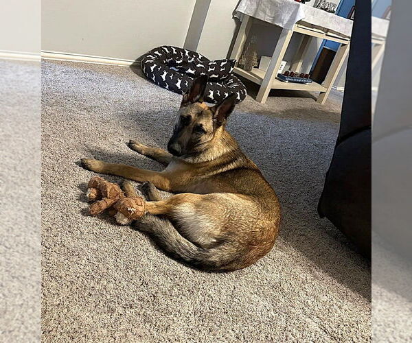 Medium Photo #3 Mutt Puppy For Sale in Imlay City, MI, USA