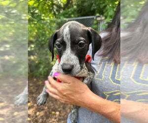 American Staffordshire Terrier-German Shorthaired Pointer Mix Dogs for adoption in Lawrenceville, NJ, USA