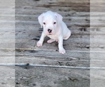 Litter of 4 - Male BoxerLitter of Puppies for Sale - Photo #3