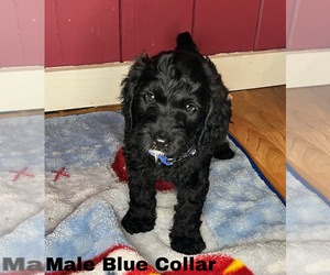 Goldendoodle Puppy for sale in MONTGOMERY, MN, USA