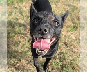 Chihuahua Dogs for adoption in Houston, TX, USA