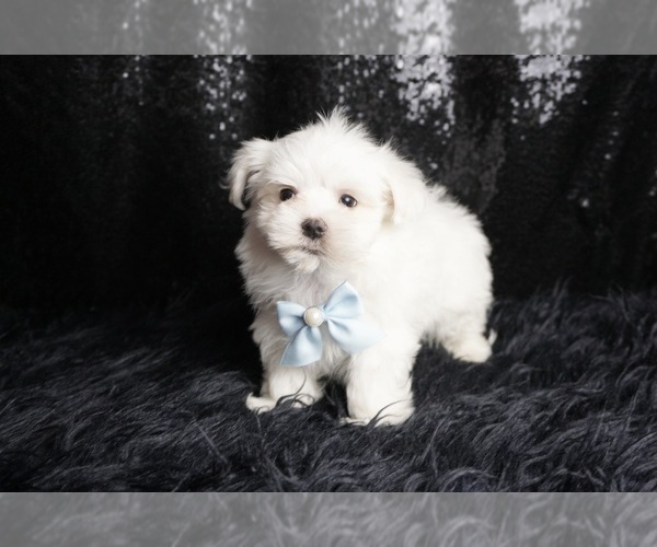 Medium Photo #5 Maltese Puppy For Sale in WARSAW, IN, USA