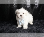 Small Photo #112 Maltese Puppy For Sale in WARSAW, IN, USA